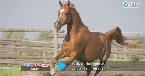 Arap atı ile ingiliz atı arasındaki fark